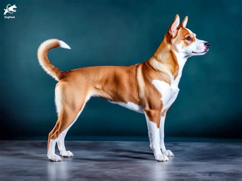 Aspin Dog Breed