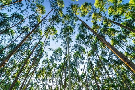 Read Online Assessing Impact Of Eucalyptus Plantations On Benthic 