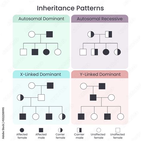 Assessment Inheritance Patterns And Human Genetics Answer