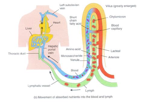 Assimilation In Digestion
