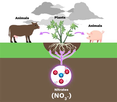 Assimilation Nitrogen Cycle
