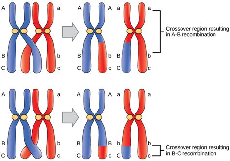 Association Of Genetic Variation On X Chromosome With Variation In Science - Variation In Science