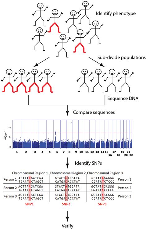 Read Association Of Single Nucleotide Polymorphisms In A 
