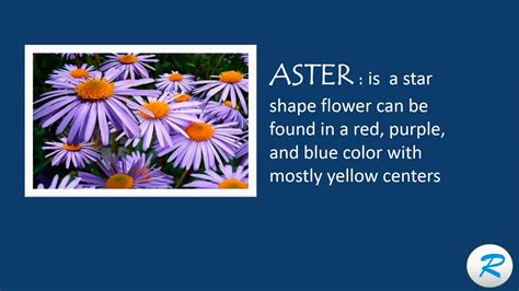 aster - pronunciation of aster by Macmillan Dictionary