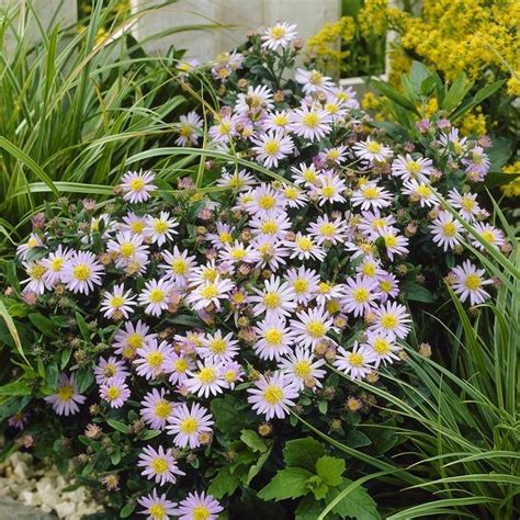 aster frosttålig