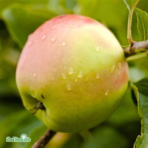 astrakan äpple pollinering