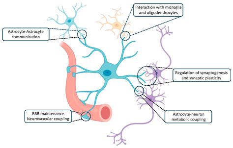 Astrocytes Structurally Support Neurons