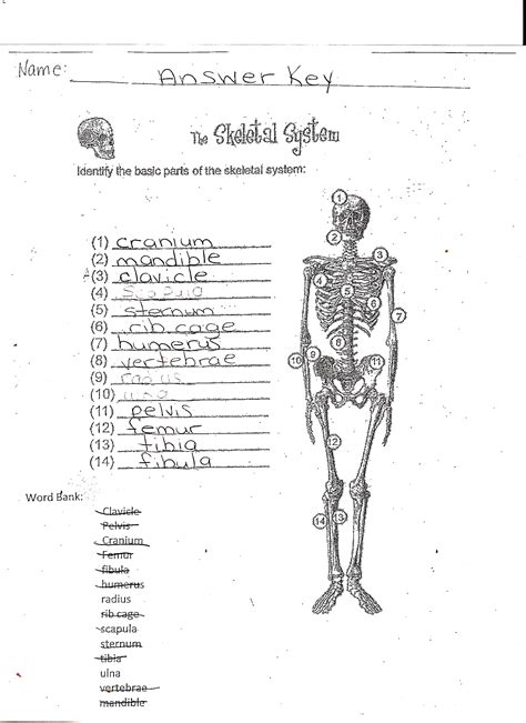 Read Online At The Clinic Skeletal System Answers 