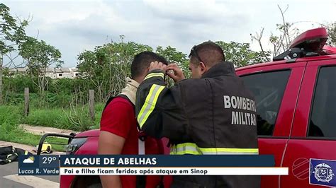 Ataque De Abelhas Sinop Mato Grosso