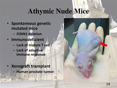 athymic nude mice