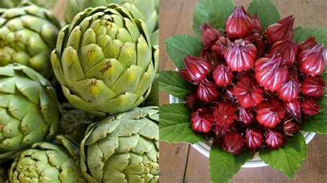 atiso | Bng atiso c tc dng g Bit