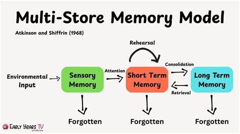 Atkinson Shiffrin Multi Store Model Of Memory