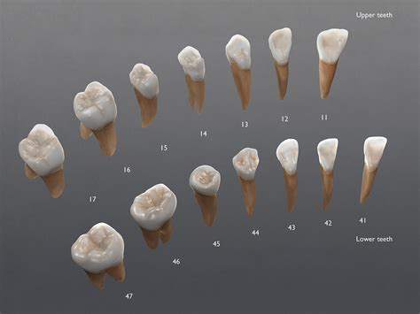 atlas anatomia dental 3d