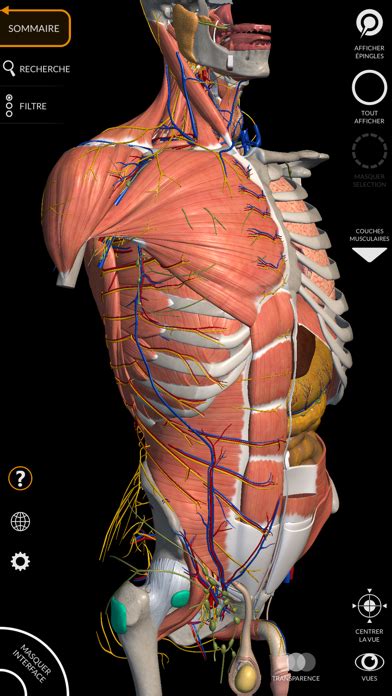 Atlas Anatomie 3d Gratuit Pc   Atlas Netter D 39 Anatomie Humaine 8e édition - Atlas Anatomie 3d Gratuit Pc