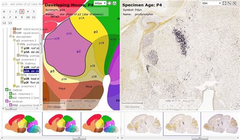 atlas of the developing mouse brain at e17 5 p0 an