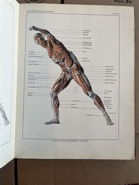 atlasxanatomy nudes
