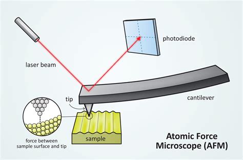 Atomic Force Microscopy Diagram Vector Image Free Svg Diagram Of A Atom - Diagram Of A Atom