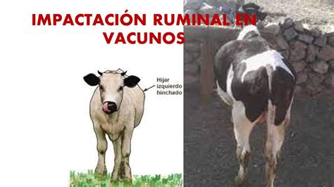 atonia ruminal bovinos pdf