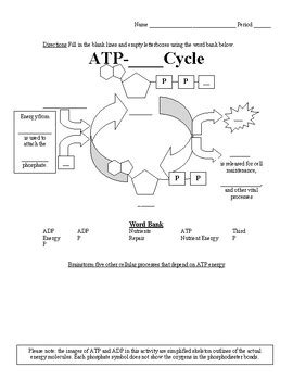 Atp Adp Cycle Worksheet Cellular Energy Amped Up Cell Energy Atp Worksheet Answers - Cell Energy Atp Worksheet Answers