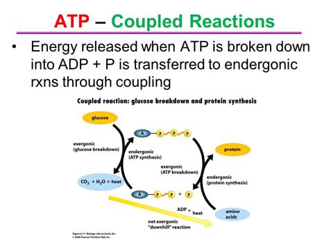 Atp Cycle And Reaction Coupling Energy Article Khan Atp Formation Worksheet 8 Answers - Atp Formation Worksheet 8 Answers