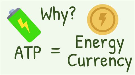Atp Energy Currency Of The Cell Structure And Atp Formation Worksheet 8 Answers - Atp Formation Worksheet 8 Answers