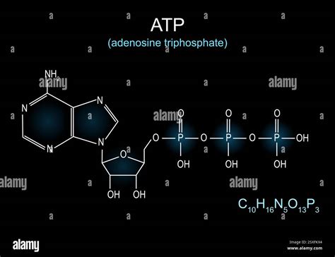 atp molekyl