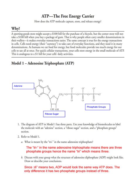 Atp The Free Energy Carrier Flashcards Quizlet Cell Energy Atp Worksheet Answers - Cell Energy Atp Worksheet Answers