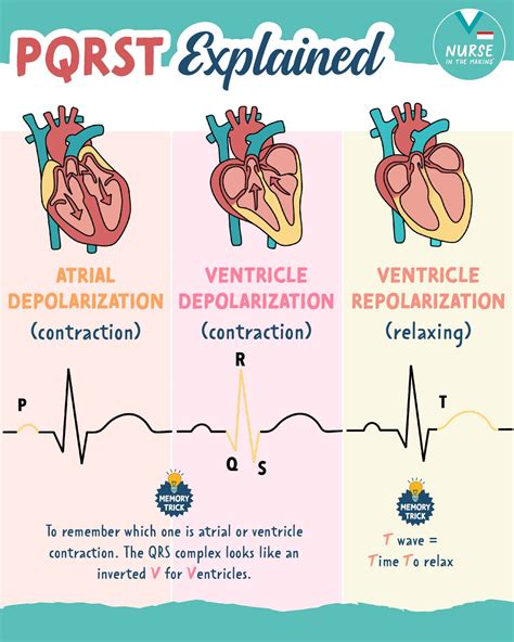 Atrial Depolarization Ecg