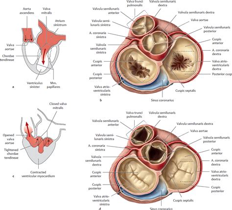 atrium cordis dextrum