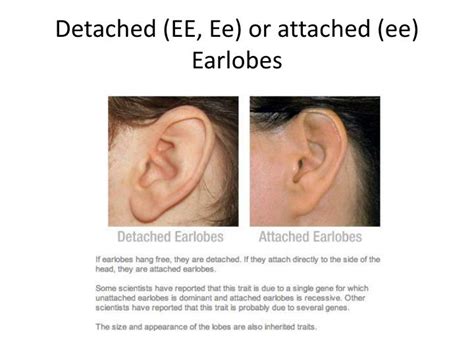 Attached Vs Detached Earlobes