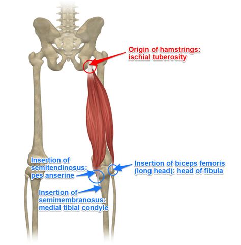 Attachment Of Hamstring Muscles