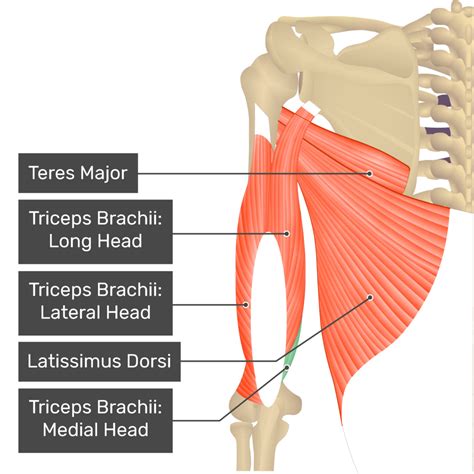Attachment Of Triceps Brachii