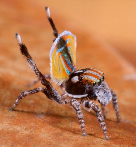 Attus Volans Spider