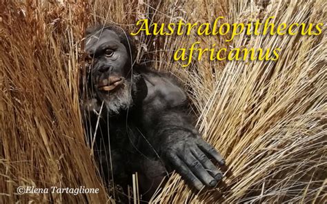 Au Africanus