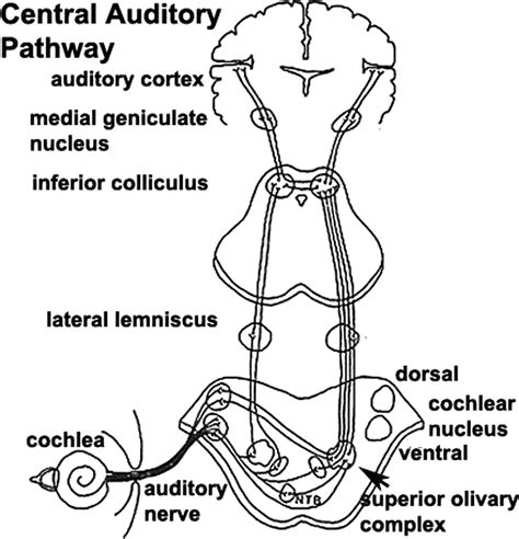 Auditory Pathway Diagram