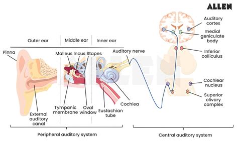 Auditory Pathway Flowchart