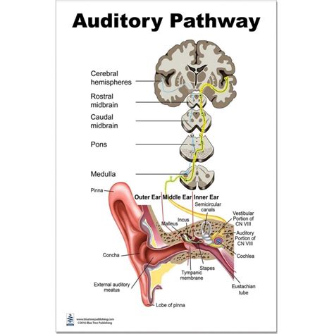 auditory processes