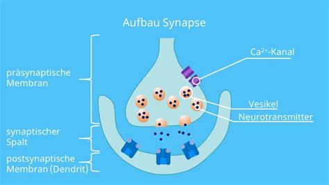 Aufbau Einer Synapse