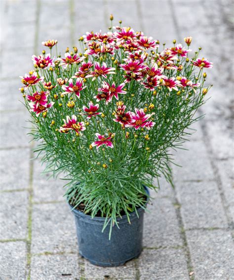 aussaatzeit mädchenauge