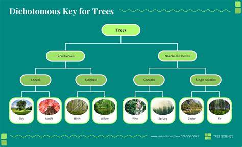 australian flora dichotomous tree
