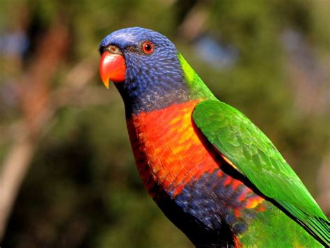Australian Parrots