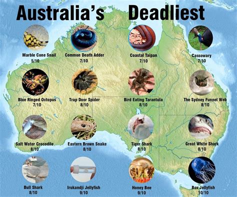Australia's Deadliest Animals