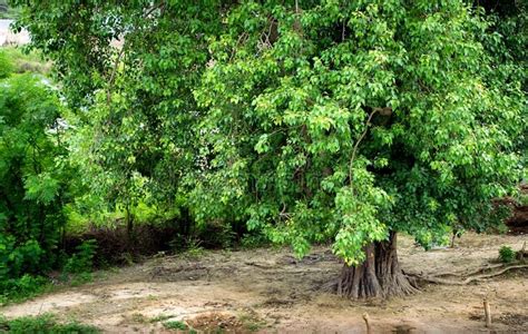 autobiography of a peepal tree oxygen