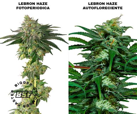 autoflorecientes caracteristicas