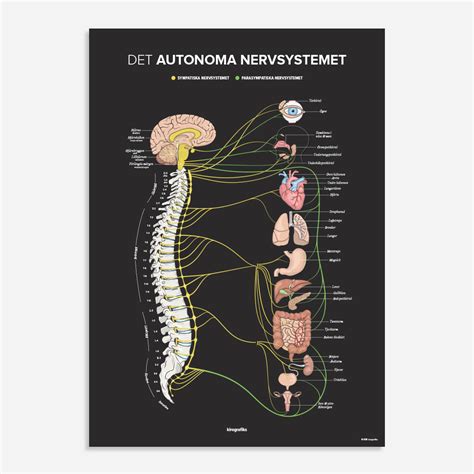 autonoma nervsystemet