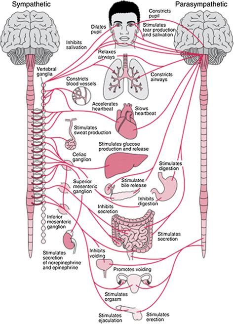 Autonomic Nervous System Anatomy Divisions Function Kenhub Autonomic Nervous System Worksheet Answers - Autonomic Nervous System Worksheet Answers