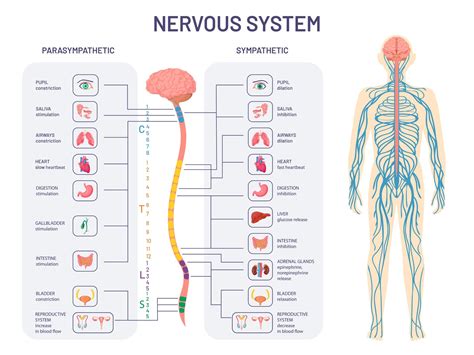 Autonomic Nervous System What It Is Function Amp Autonomic Nervous System Worksheet Answers - Autonomic Nervous System Worksheet Answers