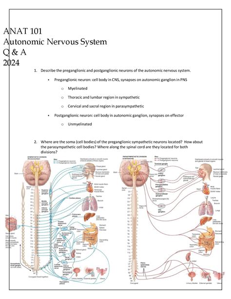 Read Autonomic Nervous System Study Guide 