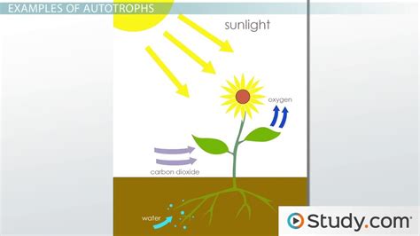 Autotroph Definition