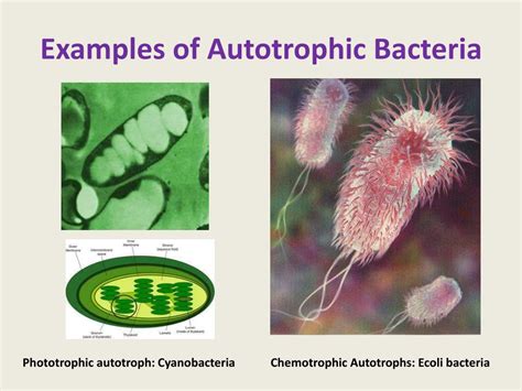 Autotrophic Bacteria